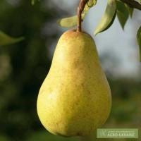 Предлагаем саженцы груш Изольда, Бере Люка, Секуи, Ноябрьская, Олимпик
