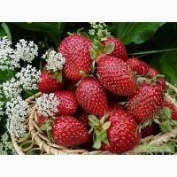 Продам клубнику, Донецкая обл., с. Стародубовка.