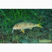 Продам рыбу черноморскую барабулю, луфарь , ставриду