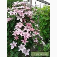 Продам саженцы клематисов по самым низким ценам