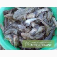 Бычки свежие, азовского моря