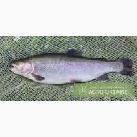 Продам форель живую, охлажденную 300-500г