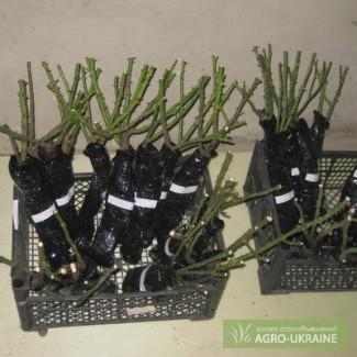 Продам Сажанцы РОЗ и Ирис!