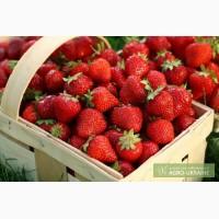 Продажа клубники оптом Донецк и по области