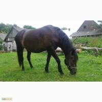 Продам робочу кобилу