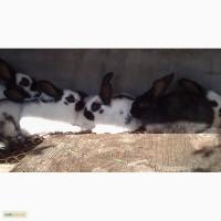 Кролики племенные (чистопородные) продам