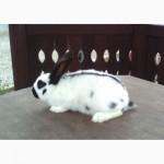 Кролики племенные (чистопородные) продам