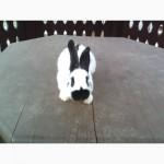 Кролики племенные (чистопородные) продам