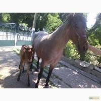 Продам кобилу 6 років з лошам
