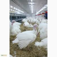 Продам суточные и подрощеные индюшата БИГ-6