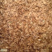 Продам семена костра безостого 40 грн