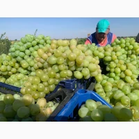Хозяйство продаст спелый крупный вкусный виноград