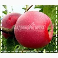 Саженцы Яблони Айдаред купить в интернет-супермаркете SADOVA-TOCHKA