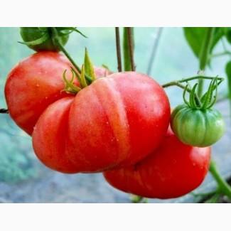 Продам семена Томат Красный гигант