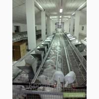 Запуск кролеферми під ключ