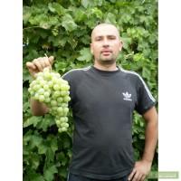 Виноград - более ста сортов