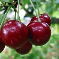 Саженцы черешни и вишни от производителя
