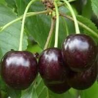 Саженцы черешни и вишни от производителя