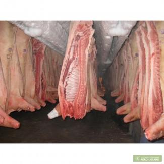 Продам мясо Свинині