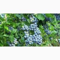 Продам саджанці лохини від 1 - 4 річ