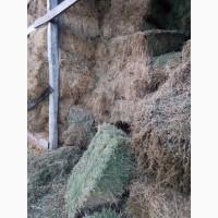Продам сіно люцерни в тюках 18-22кг
