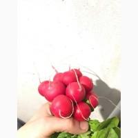 Продам редиску