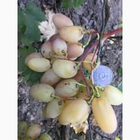 Продам саженцы столовых сортов винограда, районированных в г.Сумы