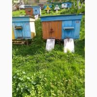 Продам бджолосім’ї з вуликами