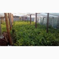 Щеплені саджанці грецького горіха