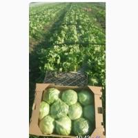 Продам салат айсберг