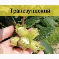 Продам саджанці фундука відводок: трапезундський, каталонський, шедевр, вебба