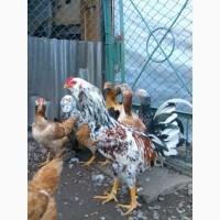 Інкубаційне яйце, курчата