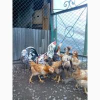 Інкубаційне яйце, курчата