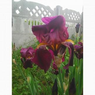Продам ирисы