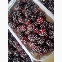 Продам ежевику