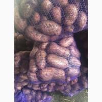 Продам картофель