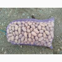 ФГ продає насінневу картоплю сортів Королева Анна та Гранада від виробника