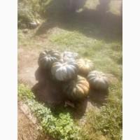 Продам гарбуз