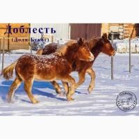 Продаж лошат Новоолександрівської ваговозної породи