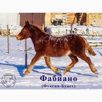 Продаж лошат Новоолександрівської ваговозної породи