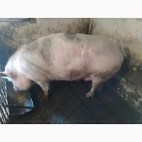 Продам свині живою вагою