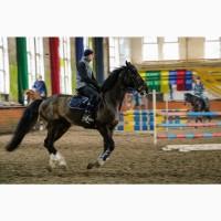 Продається гнідий мерин, 5-ти разовий чемпіон України