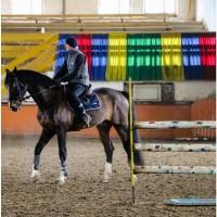 Продається гнідий мерин, 5-ти разовий чемпіон України