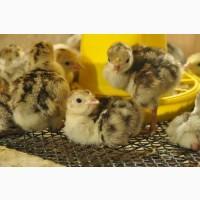 Продам індичат