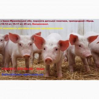 Поросята датської генетики, трипородний гібрид