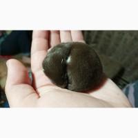 Куплю ласку