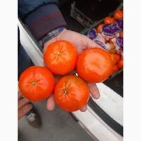 Продам мандарин, сорт Муркотт и Рио