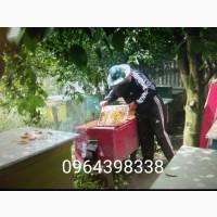 Продам бджолопакети