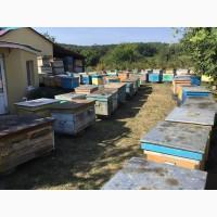 Продам бджолопакети рамка дадан смт.Краснокутськ обл.Харківська