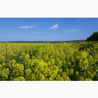 КУПІВЛЯ насіння гірчиці жовтої
